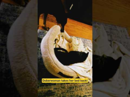 Doberwoman Reclaims Her Bed